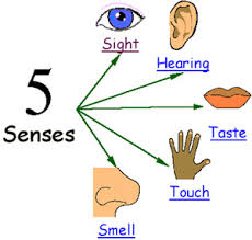 the five senses